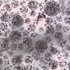 Qualità  Protein Purification Magnetic Agarose Beads 10 - 30 μm 20% Volume Ratio 50 mL Fabbrica