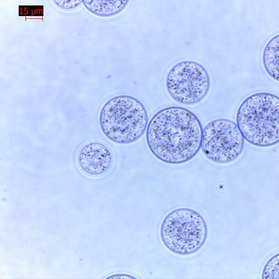 Qualità  Agrose Magnetic Beads Protein Purification 30 μm 10% Volume Ratio 100 mL Fabbrica