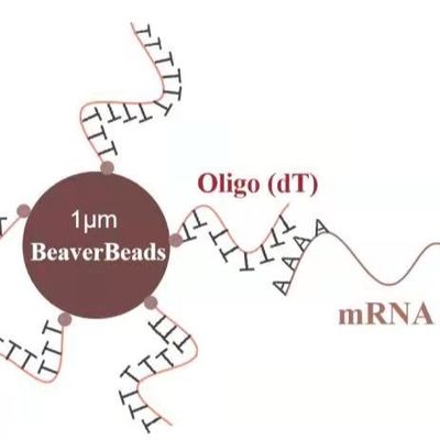 Qualità  5 mL 1 μm Magnetic Beads Dna Library Construction Kit Oligo dT Bind mRNA Poly A Fabbrica