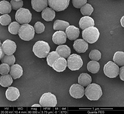 1 ml Streptavidin con 10 mg/ml concentrazione per rilevazione immune