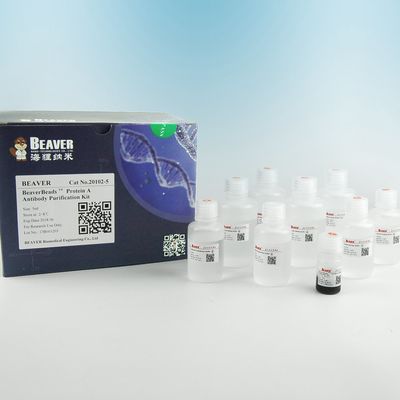 BEAVER GST fusione proteine perline purificate GSH Magnetic Beads Purificazione proteica Nuovo materiale funzionale Progettato kit GSH GST purificazione proteica