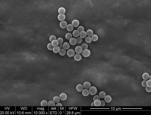perle magnetiche di 1μm Streptavidin per la cellula di chemiluminescenza che ordina bloccaggio della sonda