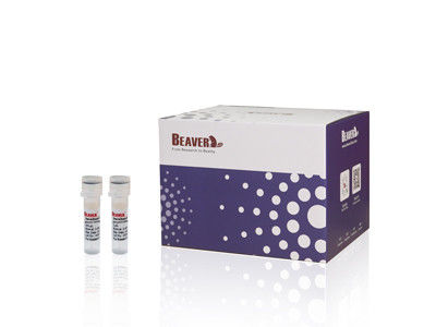 Kit di isolamento cellulare CD8 per topi BeaverBeads con certificazione CE