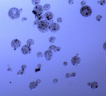 perle magnetiche dell'agarosi da 5 ml per purificazioni 30 della proteina - 150 rapporto del volume del μm 20%