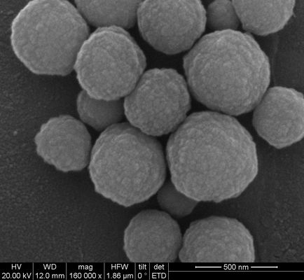 Estrazione Silane Magnetic Beads 500nm del DNA 50 mg/ml 1 ml