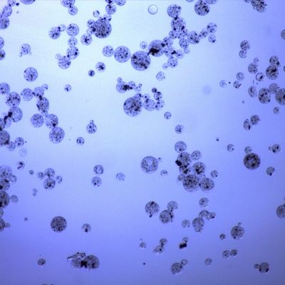 Perle magnetiche carbossiliche dell'agarosi per il rapporto del volume di purificazione 20% della proteina 50 ml