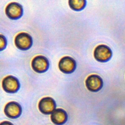 Streptavidin SA Magbeads di 5μm per il bloccaggio della sonda 10 mg/ml 1 ml