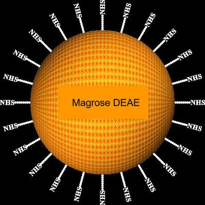 Μm di Magbeads 30-150 di purificazione della proteina del DEAE dell'agarosi, rapporto del volume di 10%, 100 ml