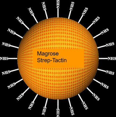 Μm di MagbeadsⅡ 30-150 di purificazione della proteina dell'Streptococco-etichetta dell'agarosi, rapporto del volume di 10%, 50 ml