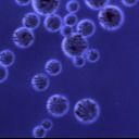 Perle magnetiche della proteina A di Agrose per il rapporto del volume di purificazione 10% della proteina 500 ml