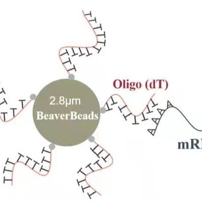 le perle magnetiche oligo di distacco del μm da 2 ml 2,8 catturano l'alta qualità mRNA