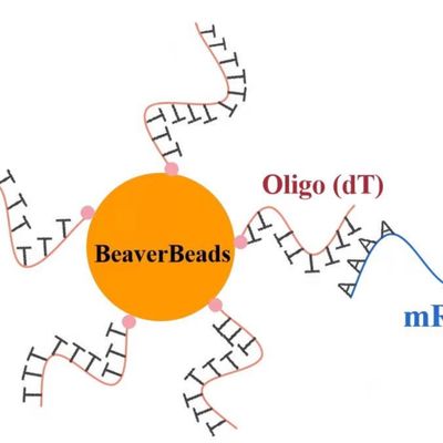 perle magnetiche oligo di distacco del μm 1mL 2,8 per il corredo di costruzione della biblioteca del DNA FDA