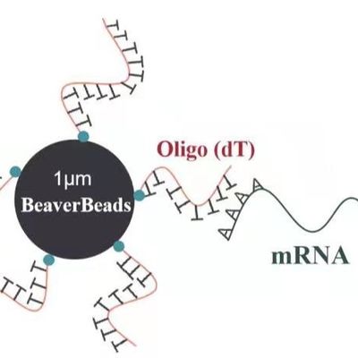 le perle magnetiche di 1 μm di ml 1 accoppiate con il distacco oligo