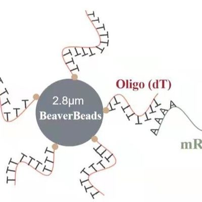 5 ml 2,8 del μm di distacco delle perle del DNA di costruzione magnetica oligo Kit Capture High Quality mRNA della biblioteca