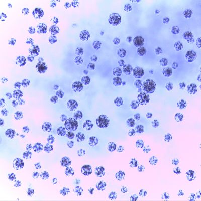 perle magnetiche dell'agarosi da 5 ml per purificazioni 30 della proteina - 150 rapporto del volume del μm 20%